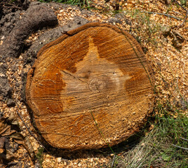 Close-up of a freshly cut tree trunk displaying prominent growth rings and surrounded by sawdust,...