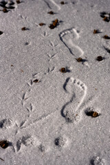 Intersecting Barefoot and Bird Tracks in Fresh Snow