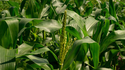 Lush green corn plants thrive in agricultural fields, their leaves glistening in the sun, showing healthy growth and the promise of a bountiful harvest. Healthy corn harvest.