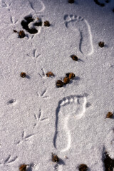 Converging Tracks: Barefoot, Bird, and Paw Prints in Snow