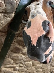 horse nose sticking out of stall
