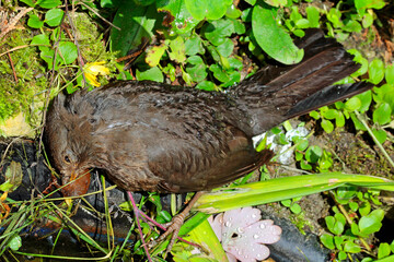 cat tear, dead blackbird