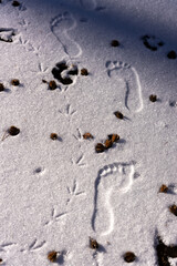 Converging Tracks: Barefoot, Bird, and Paw Prints in Snow