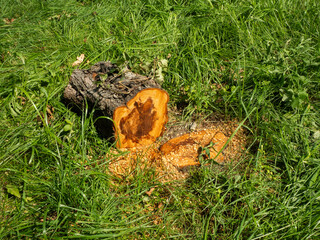 Close-up of a felled tree trunk lying on vibrant green grass, with sawdust scattered around the base and a freshly cut section revealing the tree's inner rings, illuminated by natural daylight.