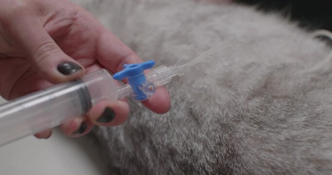 A professional veterinarian carefully removes fluid from the abdomen of a gray cat, performing a precise medical procedure with a syringe at a veterinary clinic. Removing ascites fluid in a cat.