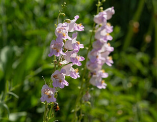 Pentemon Palmeri flowers of beautiful color blooming in Summertime with a green garden background....