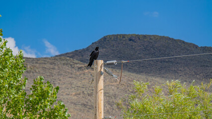 Crow Perched on a Utility Pole in Rural Nevada
