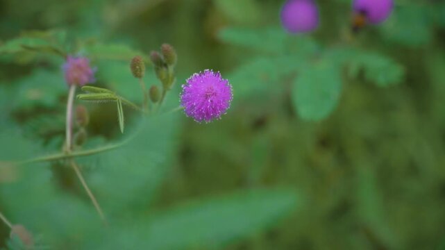 Bee Collecting Nectar from Mimosa Pudica Flower in the Morning Light