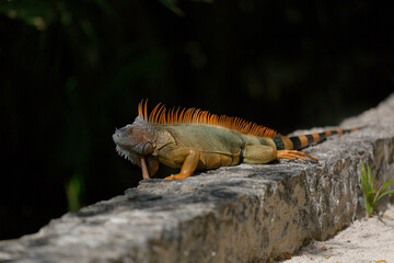 Colorful iguana resting on stone wall in tropical island environment