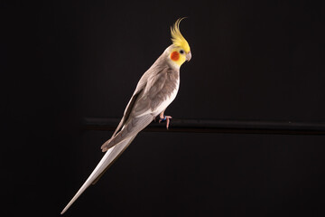 Cockatiel from Crest to tail, isolated on black background, in studio