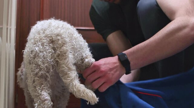 Lagotto romagnolo dog drying with absorbent towel