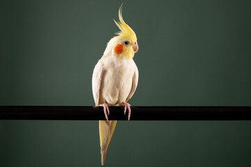 Parrot Cockatiel Lutino, studio shot, isolated on green background