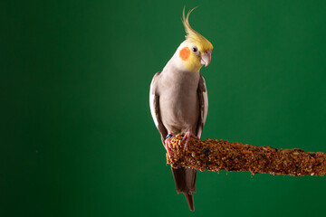 Parrot on Treats stick, Cockatiel on food, green background