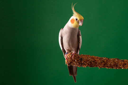 Parrot on Treats stick, Cockatiel on food, green background - Powered by Adobe