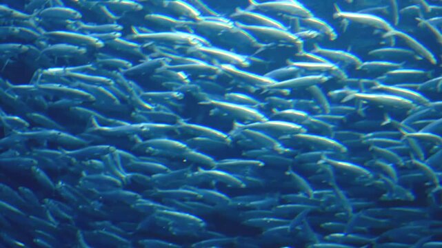 Large school of sardines (Sardina pilchardus), a common species in the waters of the Atlantic and Cantabrian Oceans, swimming together and making synchronized movements in a large saltwater aquarium