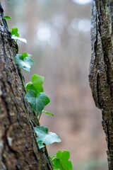 Close-up of Green Ivy Vine on a Tree Trunk