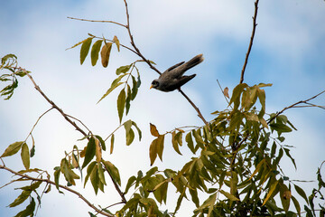 Australian Noisy Miner (Manorina melanocephala) ready to fly