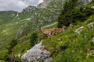 goat on a mountain meadow