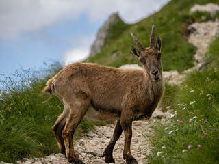 mountain goat on a meadow in summer