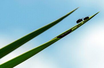 Large Greenbottle Blowflies (Chrysomya rufifacies) positioned on a plant