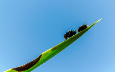 Large Greenbottle Blowflies (Chrysomya rufifacies) positioned on a plant