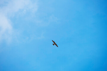 Peregrine Falcon (Falco peregrinus) in flight