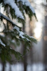 Snow-covered spruce branch close-up, pine trees in the background. Frosty evening in the park. Twilight in winter coniferous forest