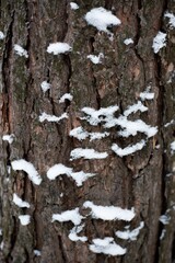 The tree trunk is covered with white snow and moss close-up. Texture of the pine trunk in winter. Tree bark