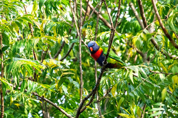 Rainbow Lorikeet (Trichoglossus moluccanus) perching on a tree
