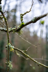Close-up of a Moss and Lichen Covered Branch