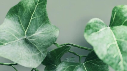 Ivy leaves climbing on green wall, creating natural border - Powered by Adobe