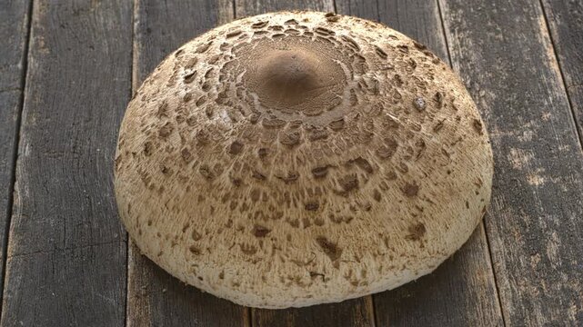Top view of parasol mushroom cap (Macrolepiota procera), a choice edible mushroom. It is highly sought after and popular in Europe. Rustic wooden background.