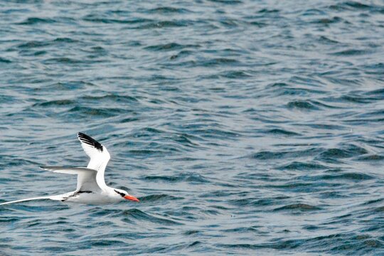 Atlantic Seabirds
