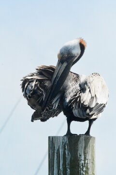 Atlantic Seabirds