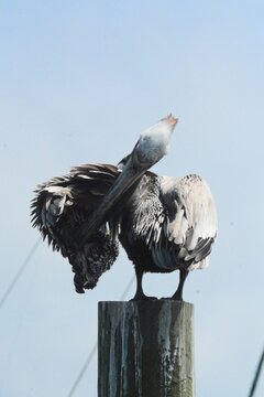 Atlantic Seabirds