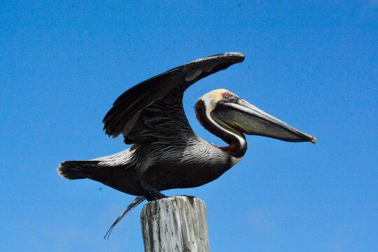 Atlantic Seabirds