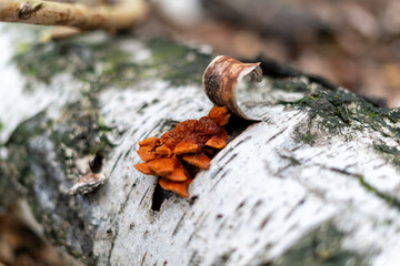 Orange Fungi on a Birch Log in the Forest