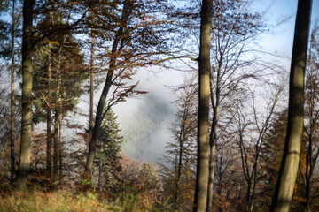 Fototapeta premium Forest View of a Foggy Valley in the Morning