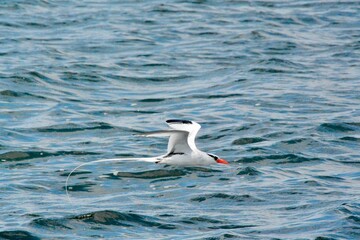 Atlantic Seabirds