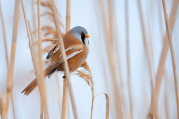 Bearded Reedling Panurus biarmicus close up