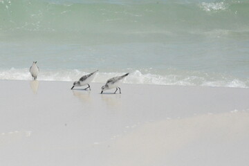 SEA Birds