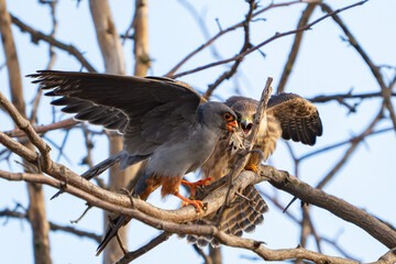 Red-footed Falcon Falco vespertinus Close up