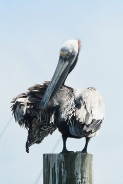 SEA Birds