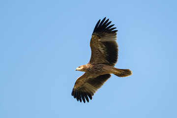 Eastern imperial eagle Aquila heliaca. Wildlife animal.