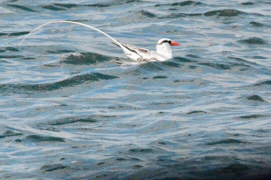 SEA Birds