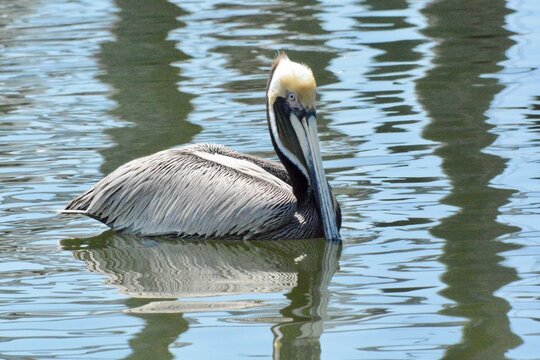 SEA Birds