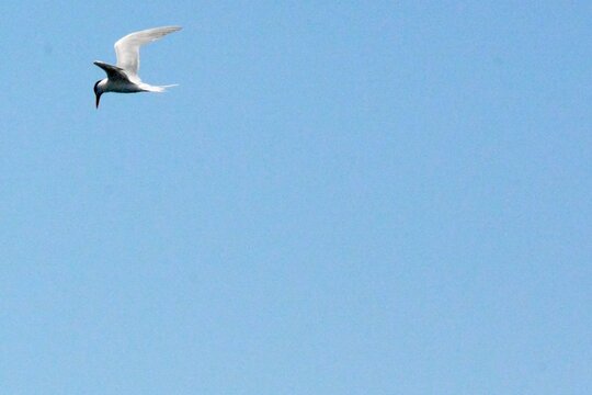 SEA Birds