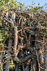 Weathered Vine-Covered Fence: Nature's Wild Overtake