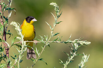 Black-headed bunting Emberiza melanocephala in the wild