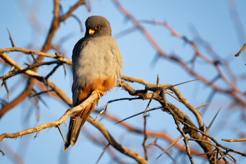 Male red footed hawk Falco vespertinus in natural environment
